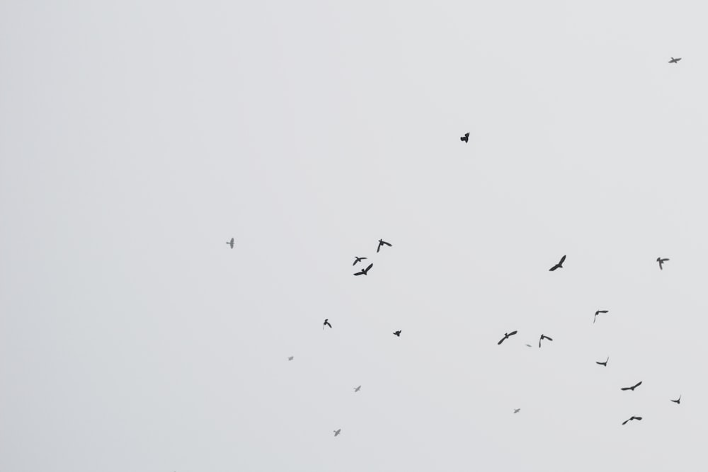 a flock of birds flying in the sky