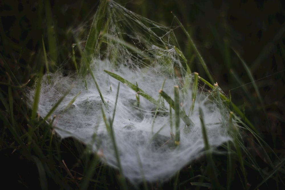 a close up of a spider web in the grass