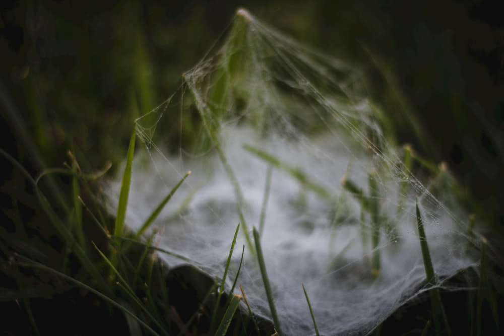 a spider web in the middle of some grass