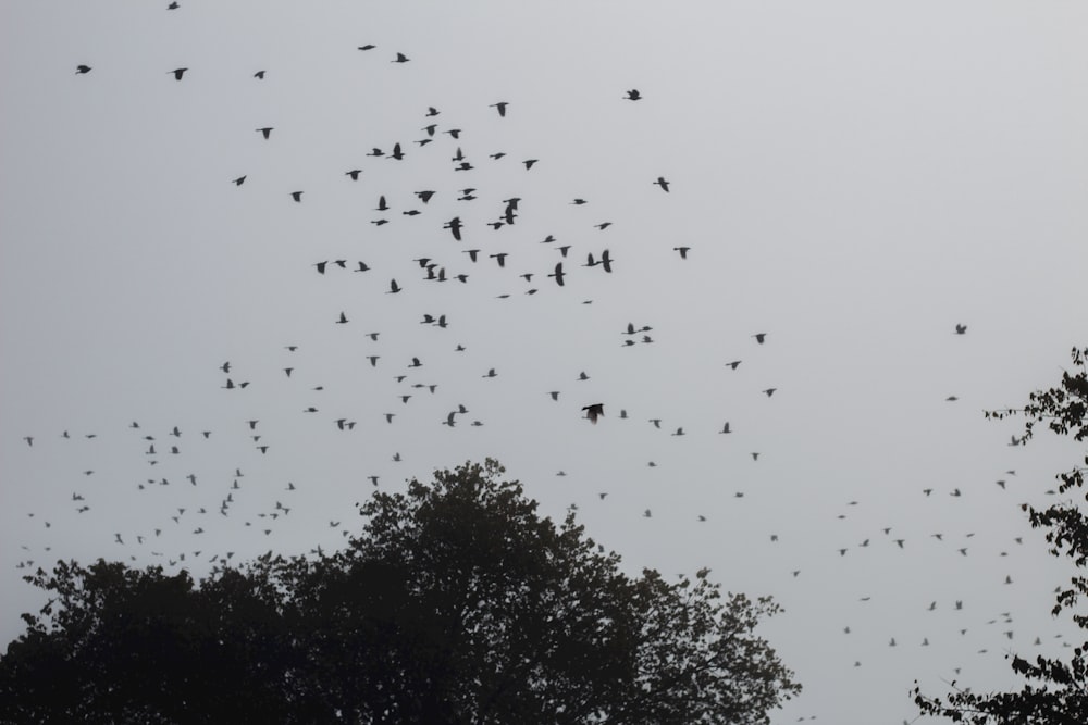 a flock of birds flying in the sky