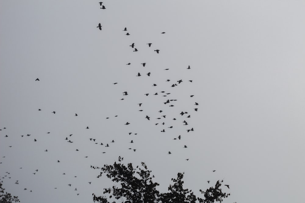 a flock of birds flying through a cloudy sky