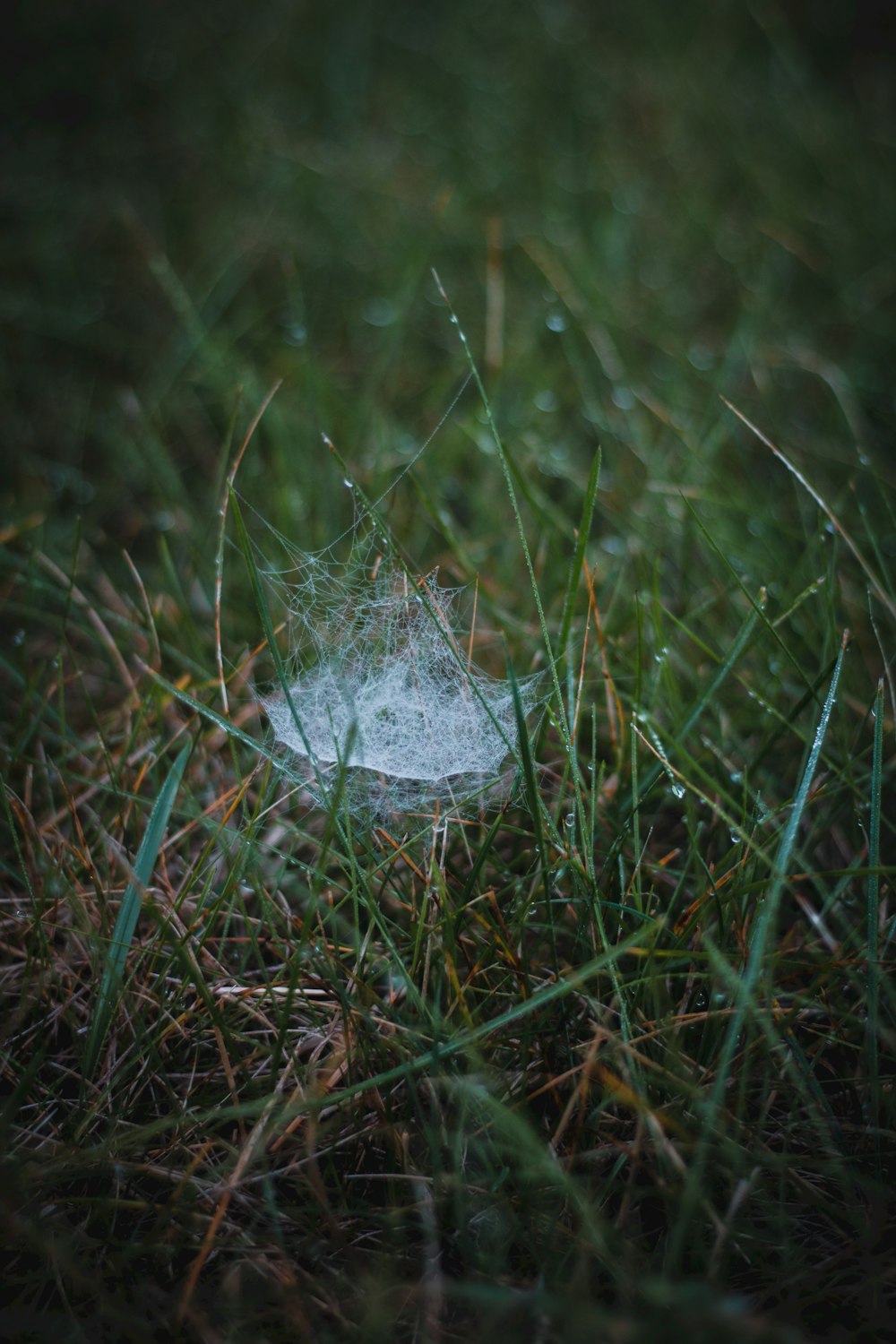 a spider web on the ground in the grass