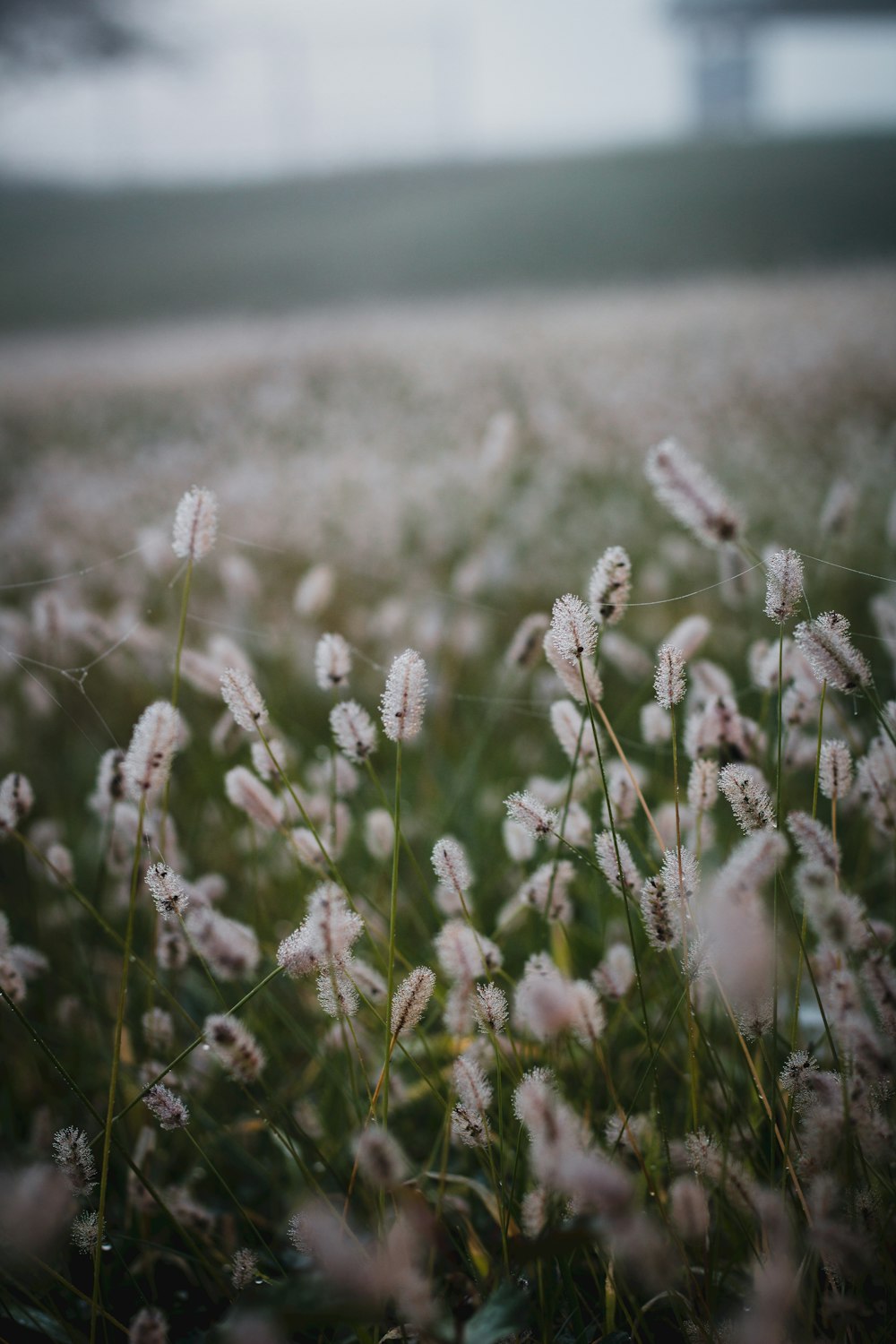 a field full of white flowers with a building in the background