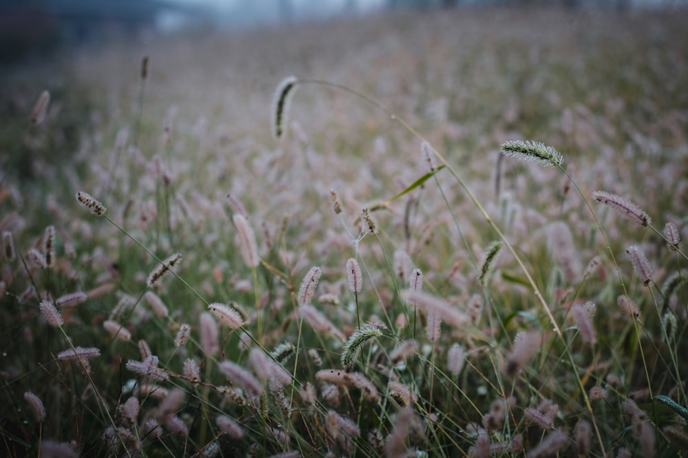 a field of grass that is covered in frost