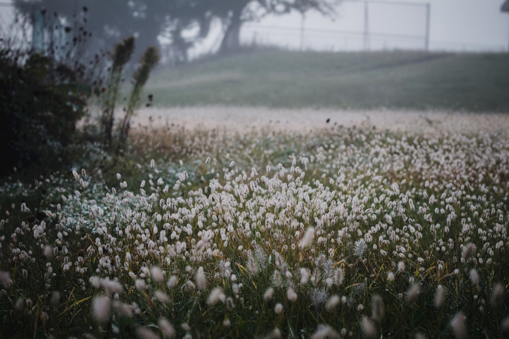 a field full of white flowers on a foggy day
