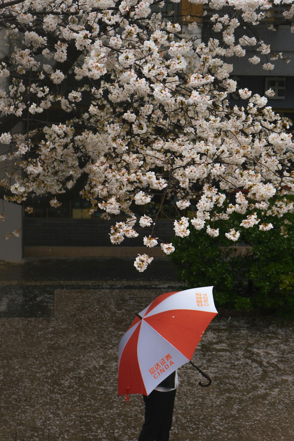 a person holding an umbrella under a cherry blossom tree