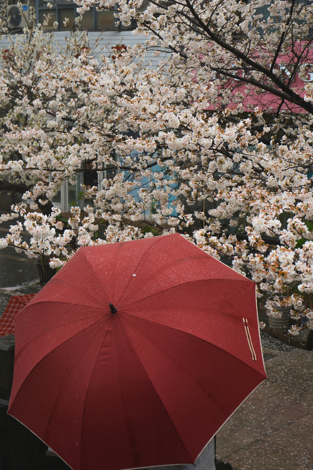 a person holding a red umbrella in front of a flowering tree