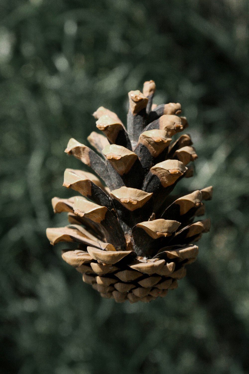 a close up of a pine cone on a tree