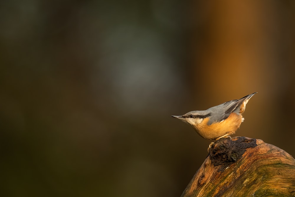 a small bird perched on top of a tree stump