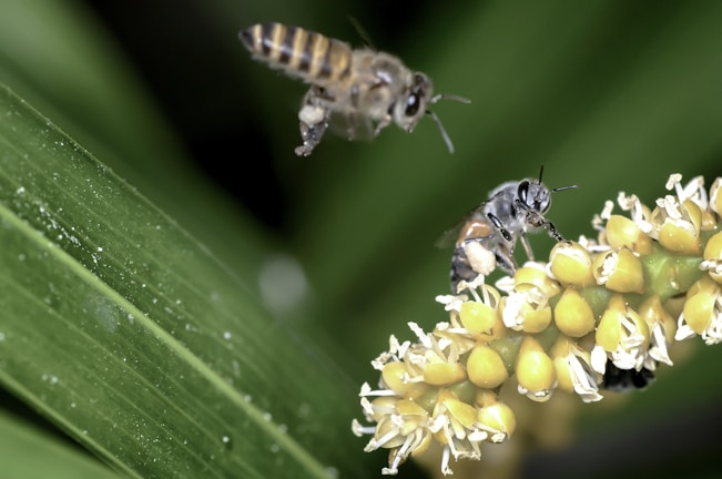 Two bees are engaged in pollination on a flower. One bee is in flight while the other is perched on a cluster of small, yellow and white flowers. The background consists of green leaves, adding a natural setting to the close-up shot.