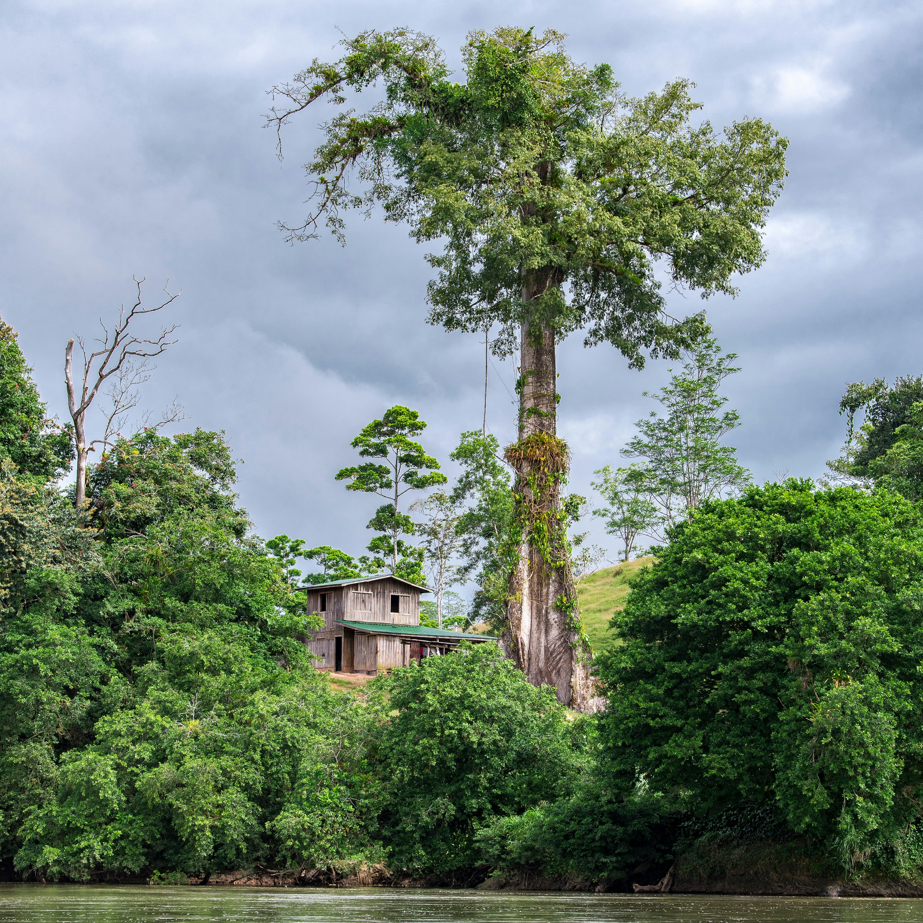 a tree that is standing in the middle of a river
