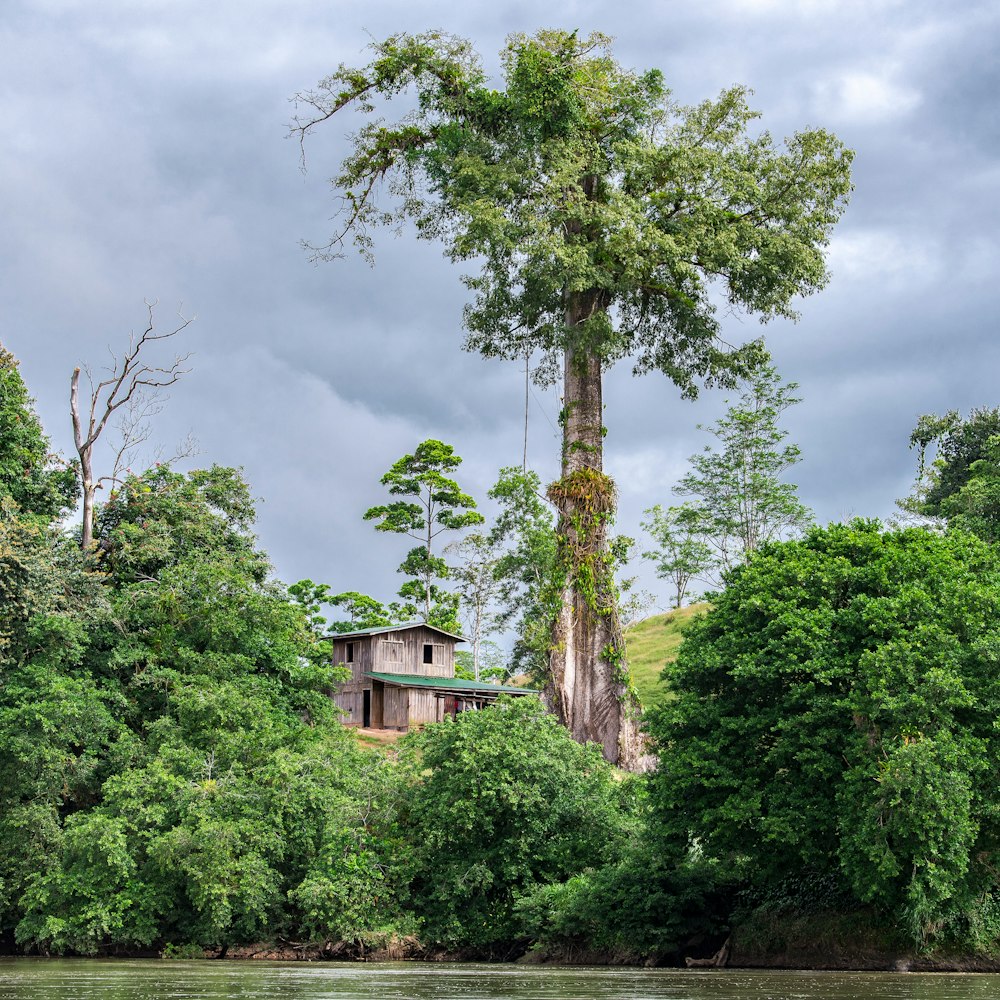 a tree that is standing in the middle of a river