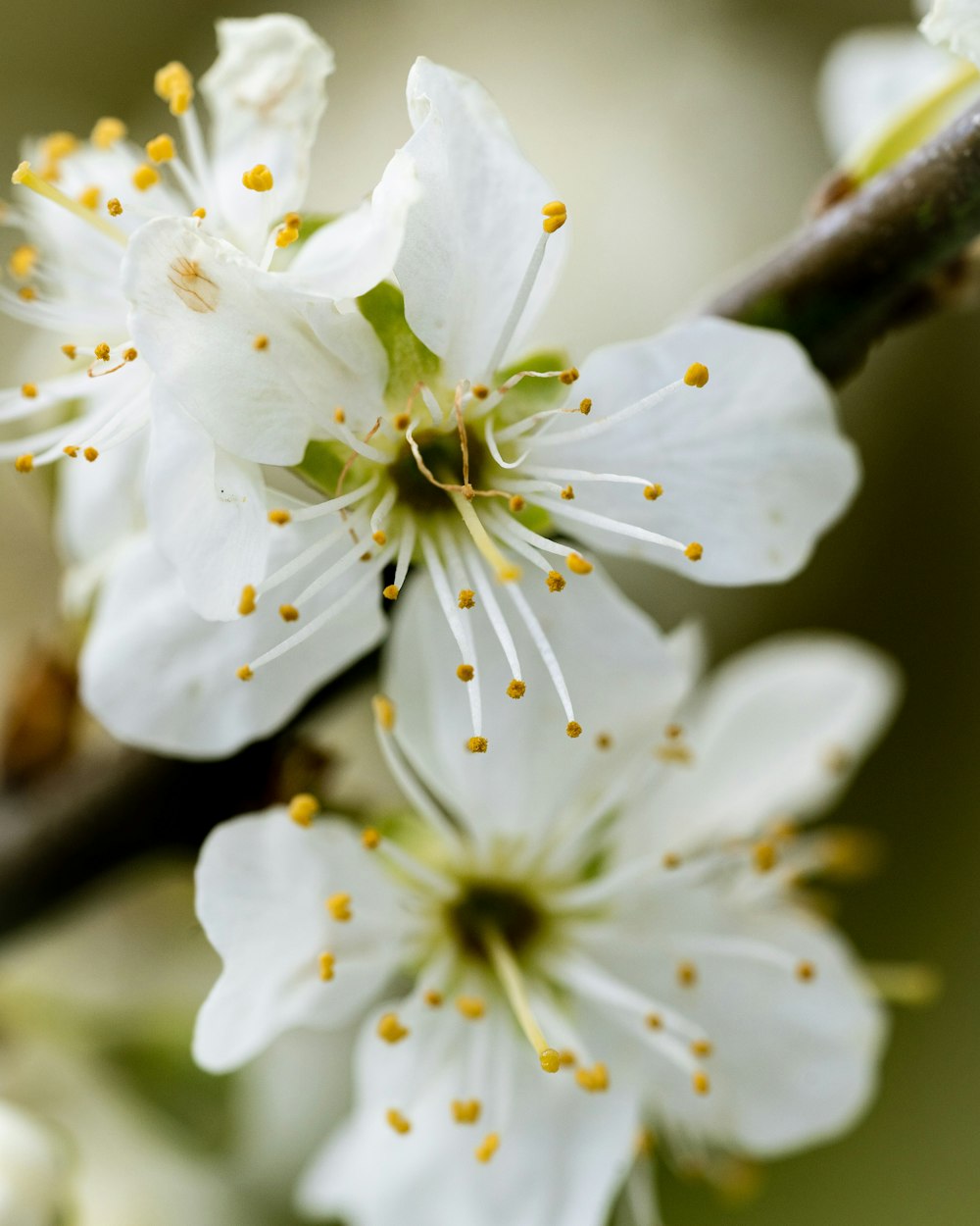 a close up of some white flowers on a tree