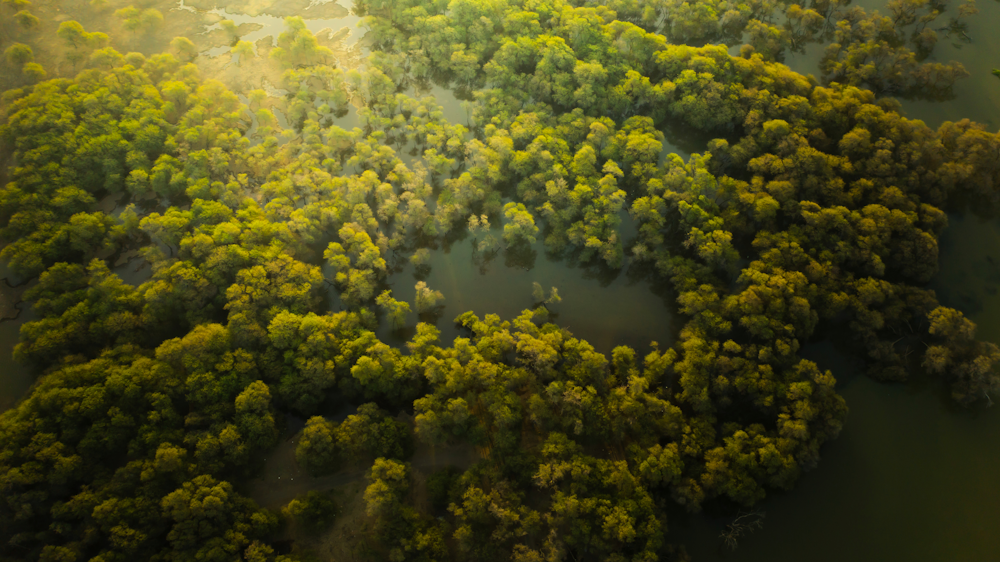 an aerial view of a forest with a river running through it