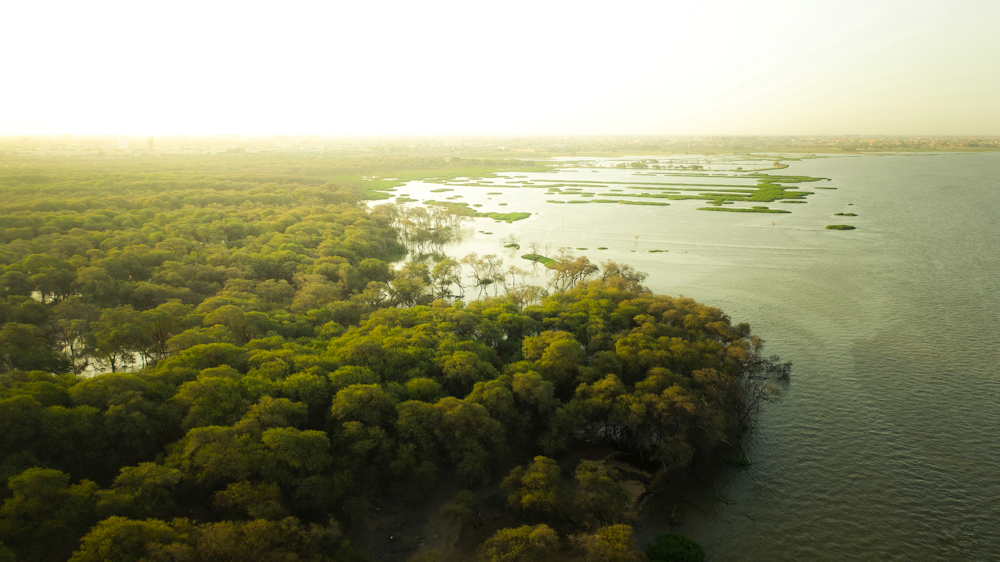 a large body of water surrounded by trees