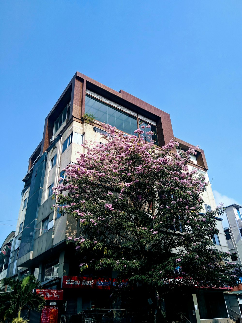 a tree with purple flowers in front of a building