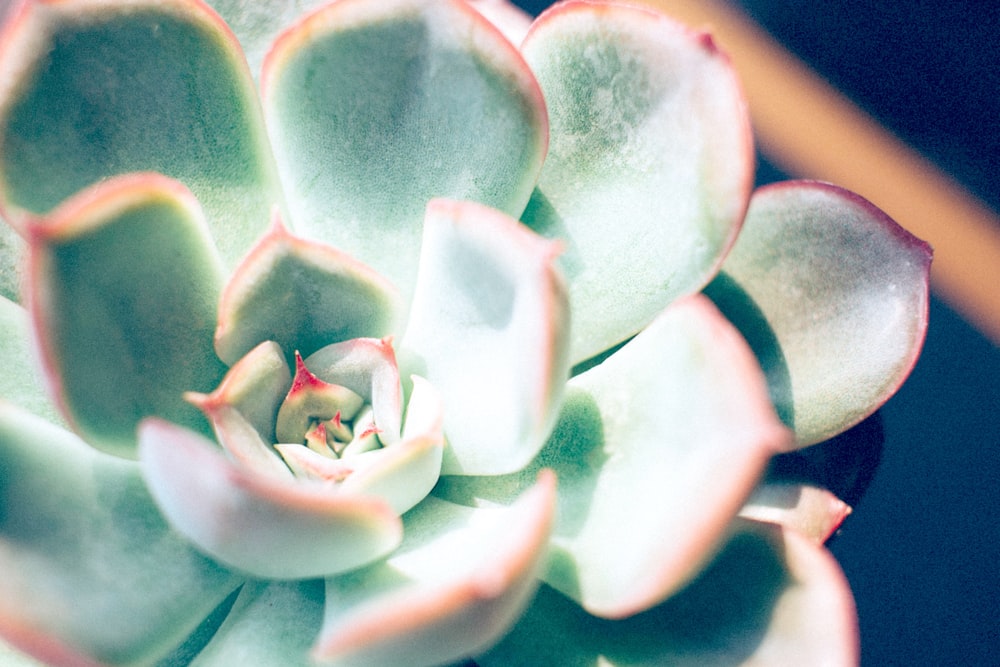 a close up of a green plant with red tips