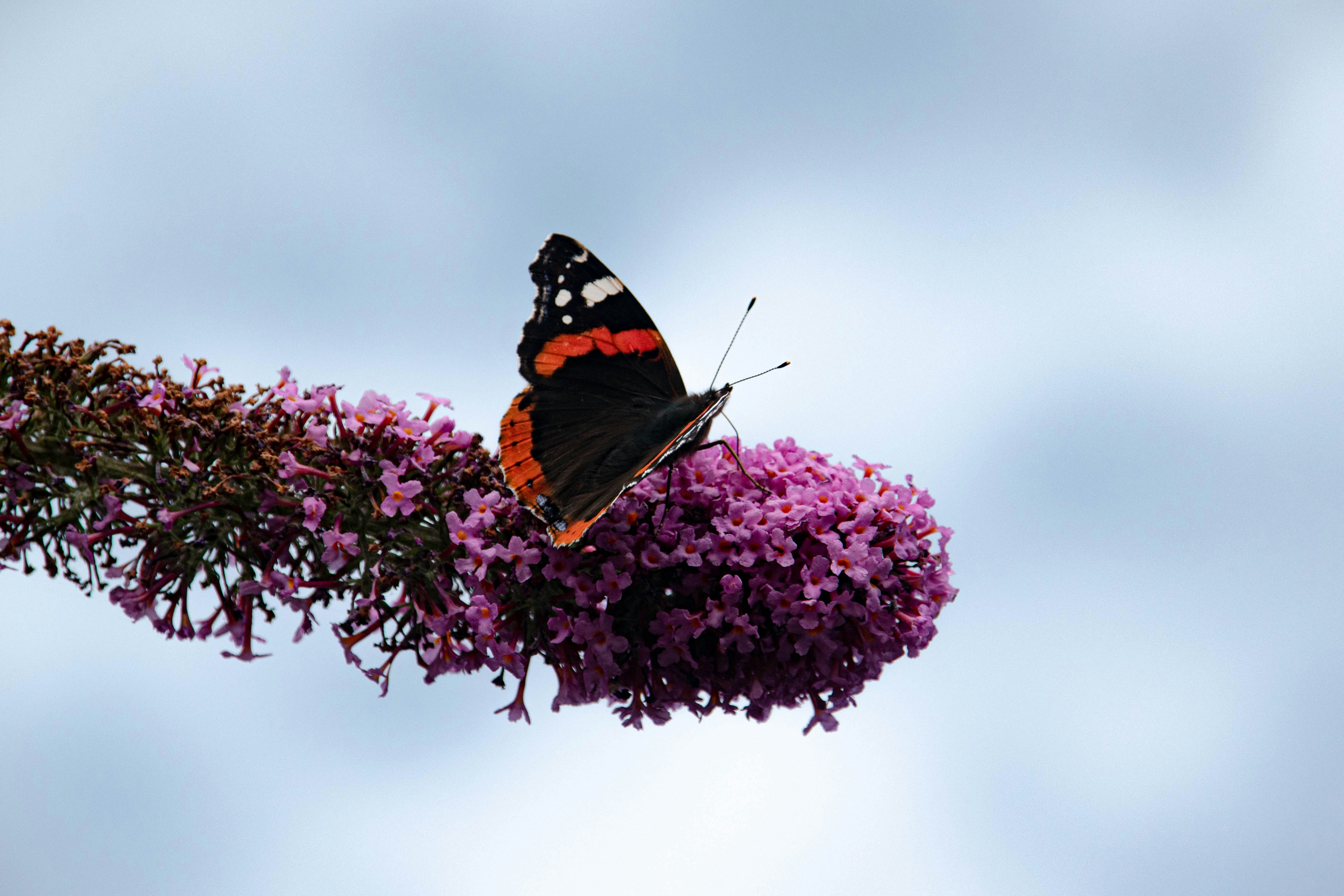a butterfly sitting on top of a purple flower