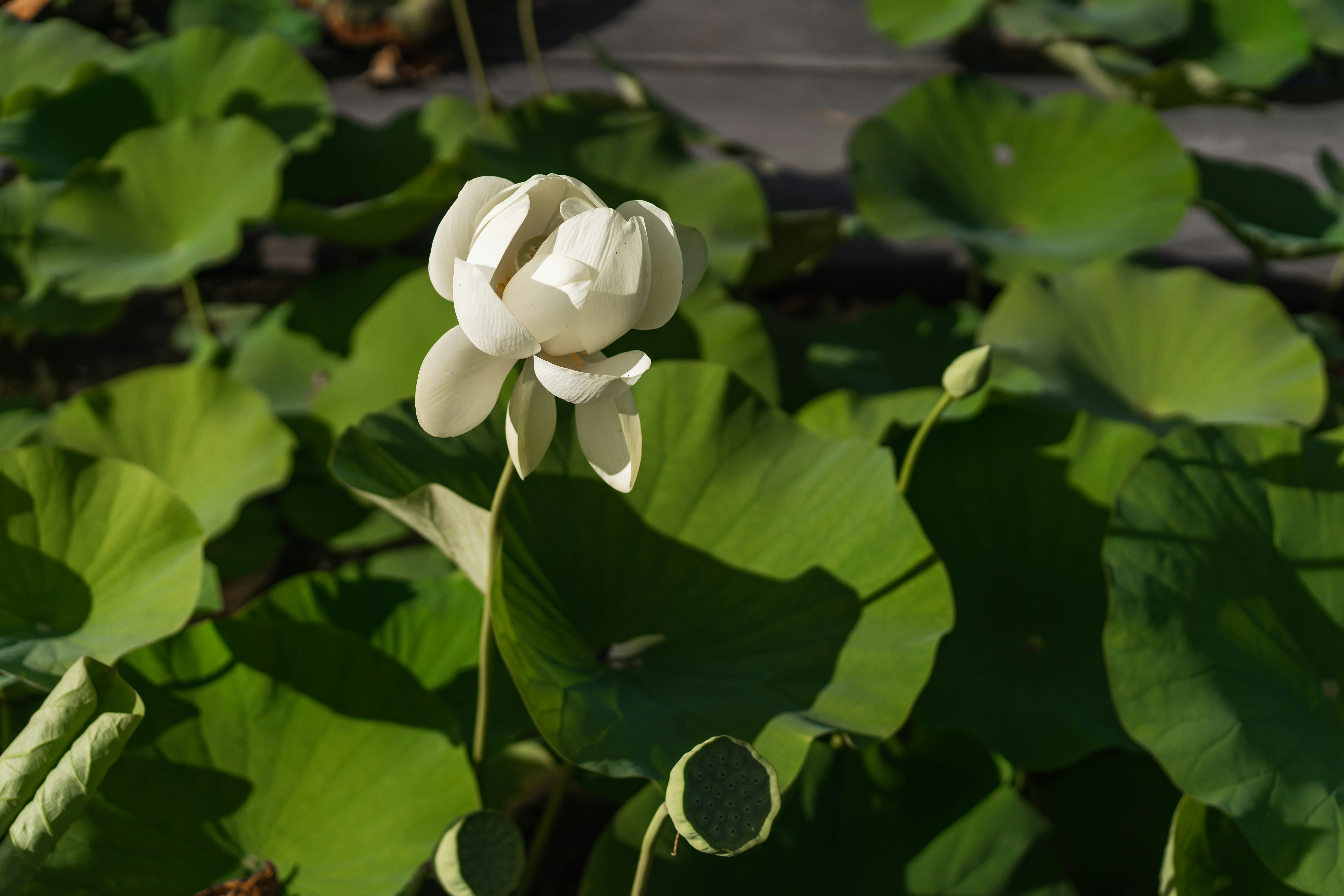A white lotus flower blooms among green lily pads. photo – Free Flower ...