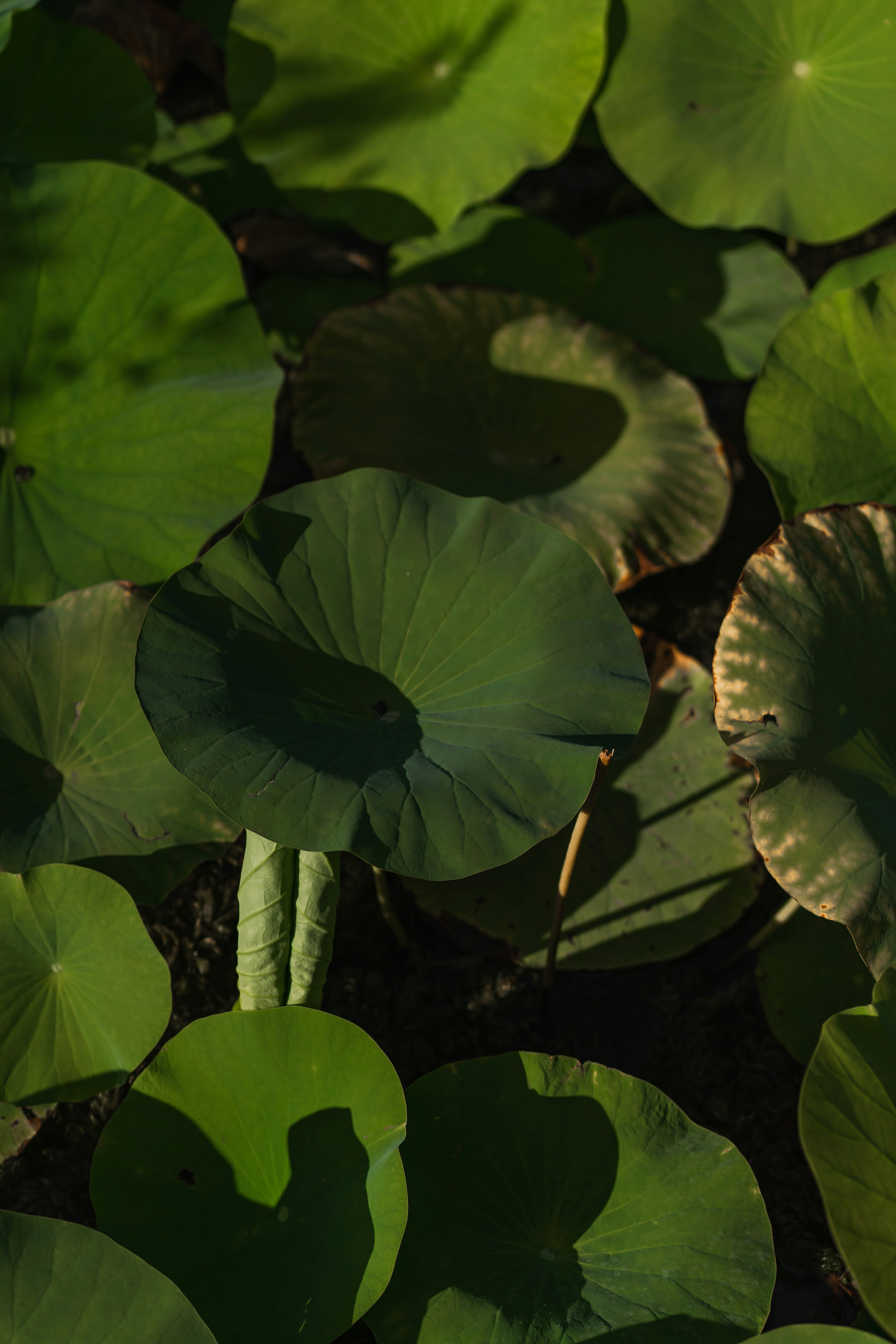 Photo by francescafrann