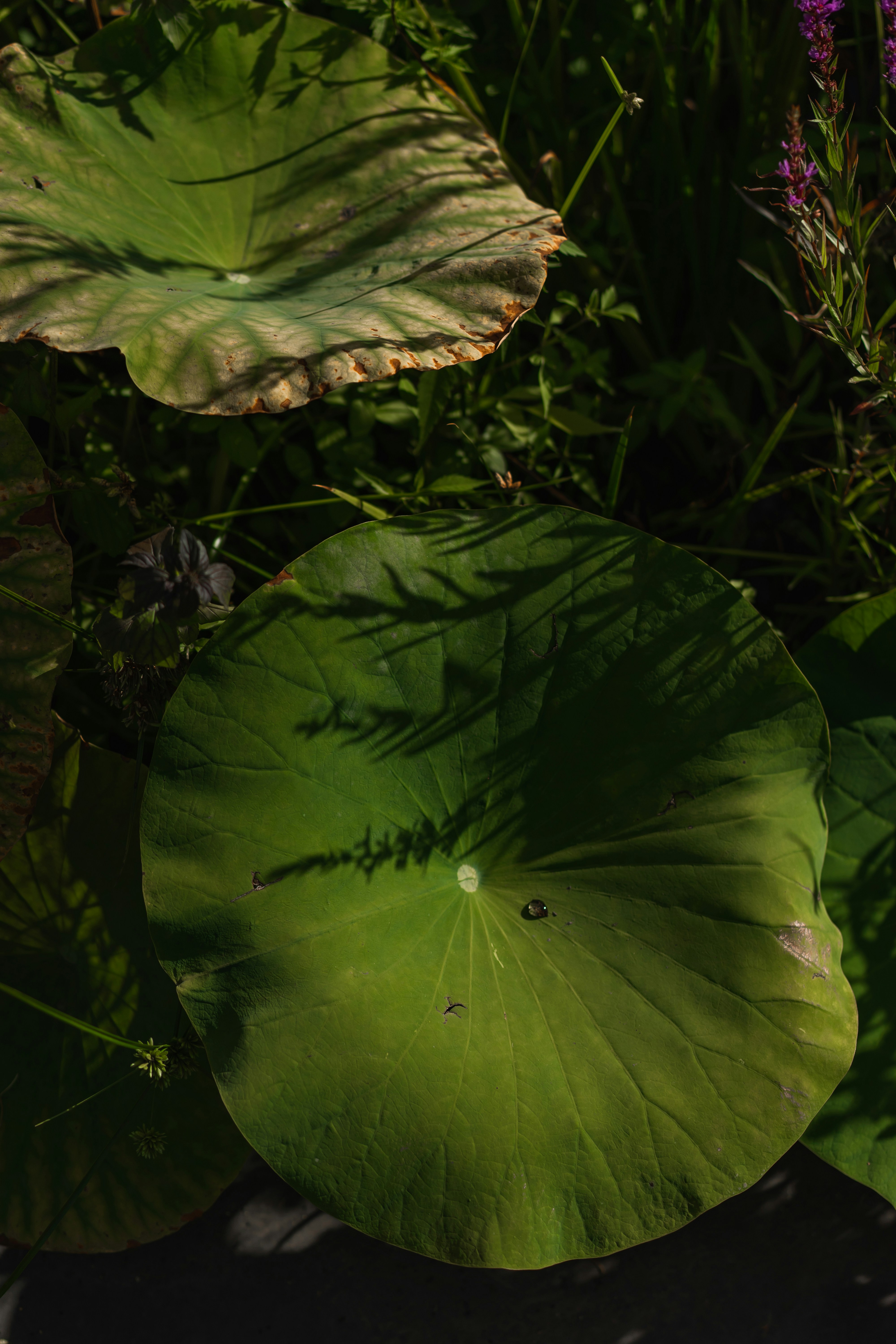 Photo by francescafrann