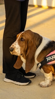 A basset hound with long ears and a brown and white coat is leaning against a person's legs. The dog is wearing a pink harness with text on it. The person is wearing black pants and black sneakers with white soles.