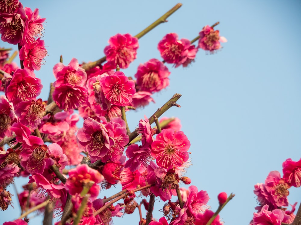 a bunch of pink flowers on a tree