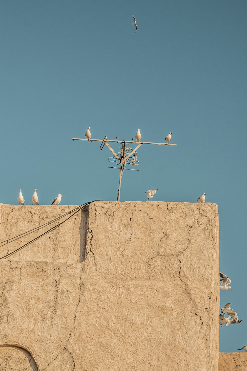 a flock of birds sitting on top of a building