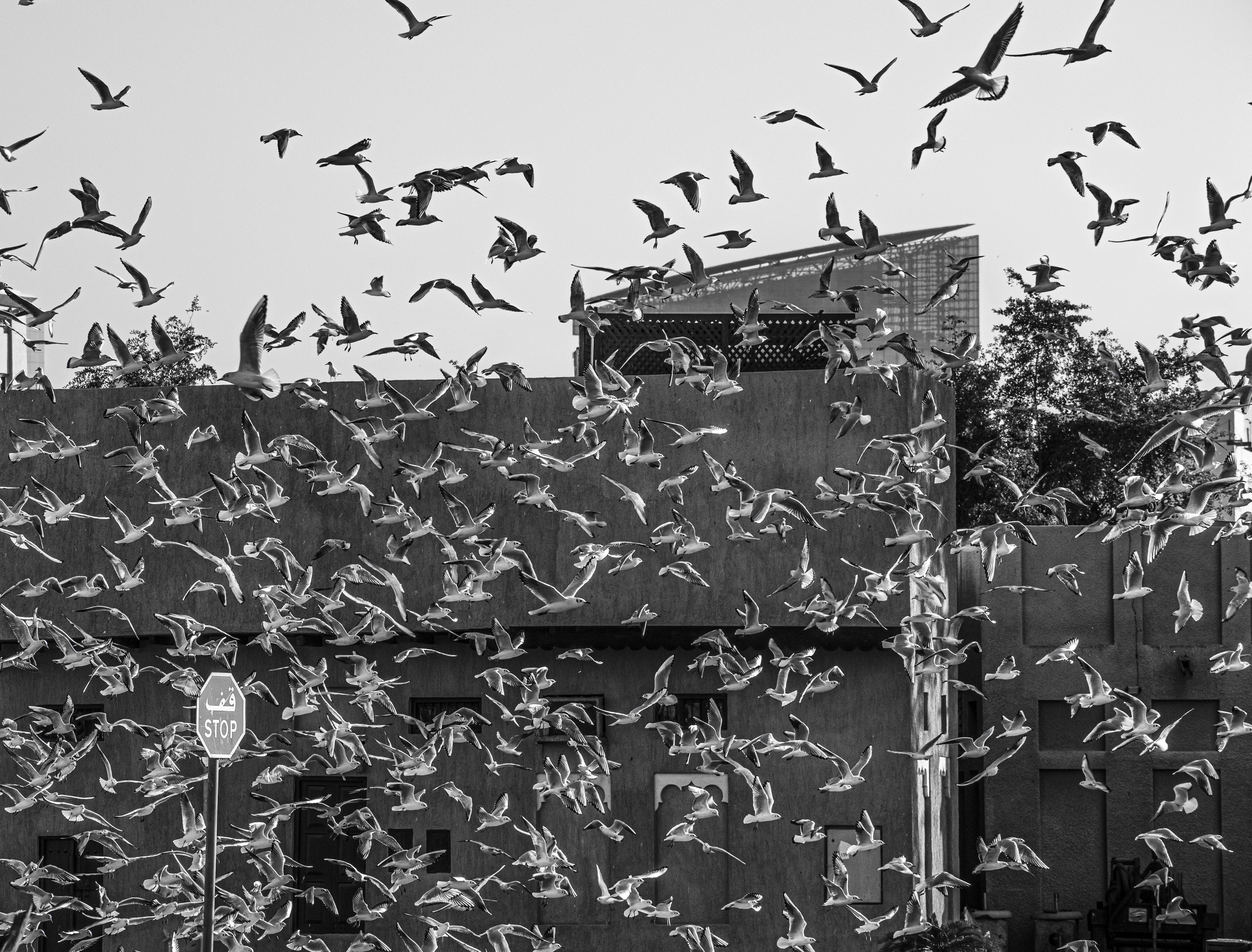 Photo by aboodi_vm