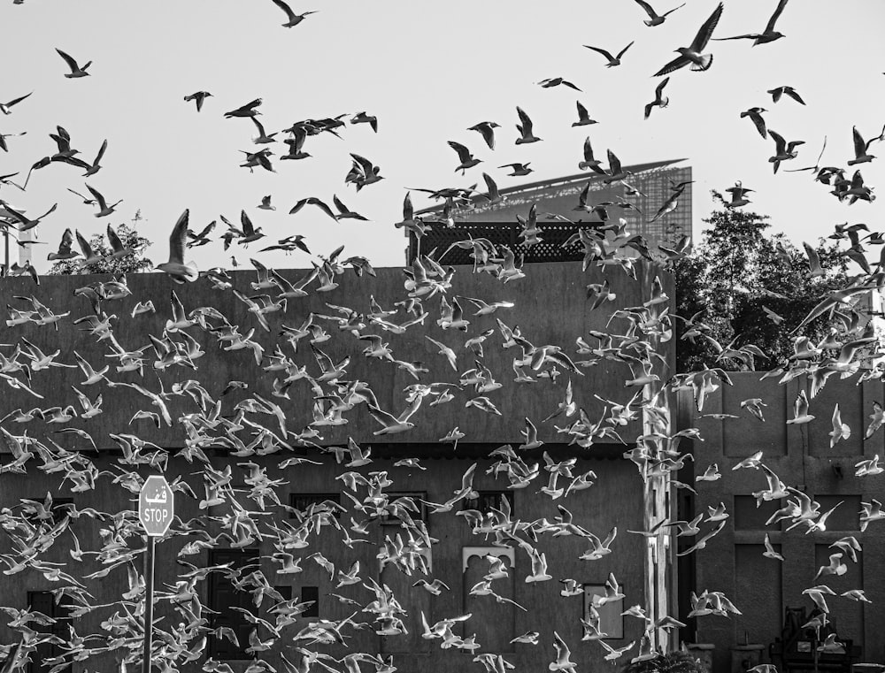 a flock of birds flying over a building