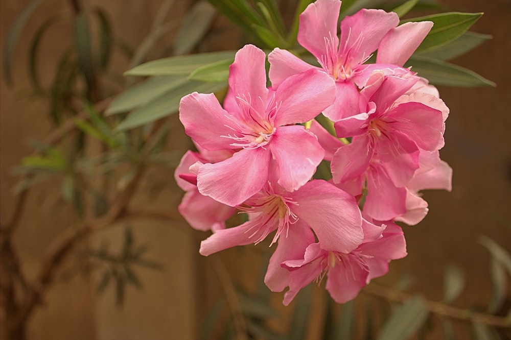 a bunch of pink flowers in a vase