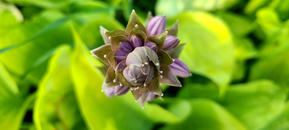 a close up of a purple flower with green leaves in the background