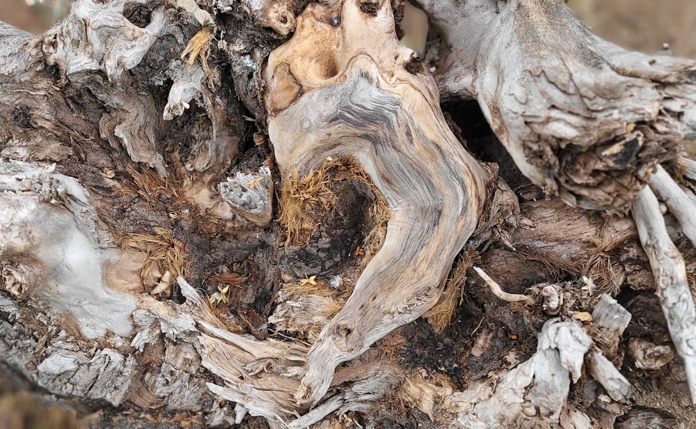 a close up of a tree trunk with a bird perched on top of it