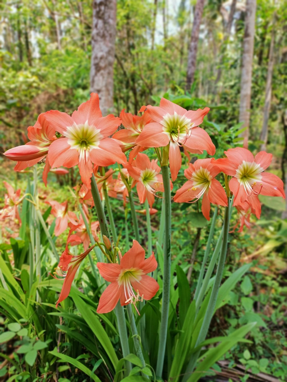 a group of orange flowers in a forest