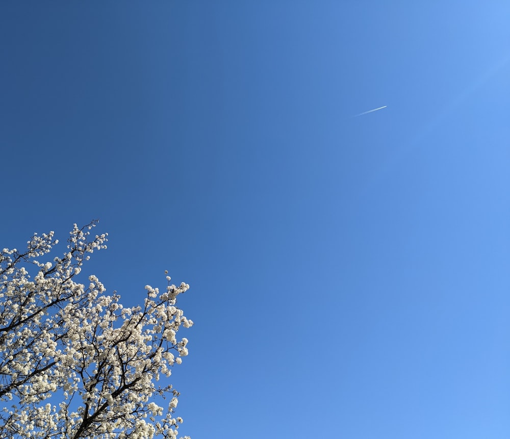 a tree with white flowers and a blue sky in the background