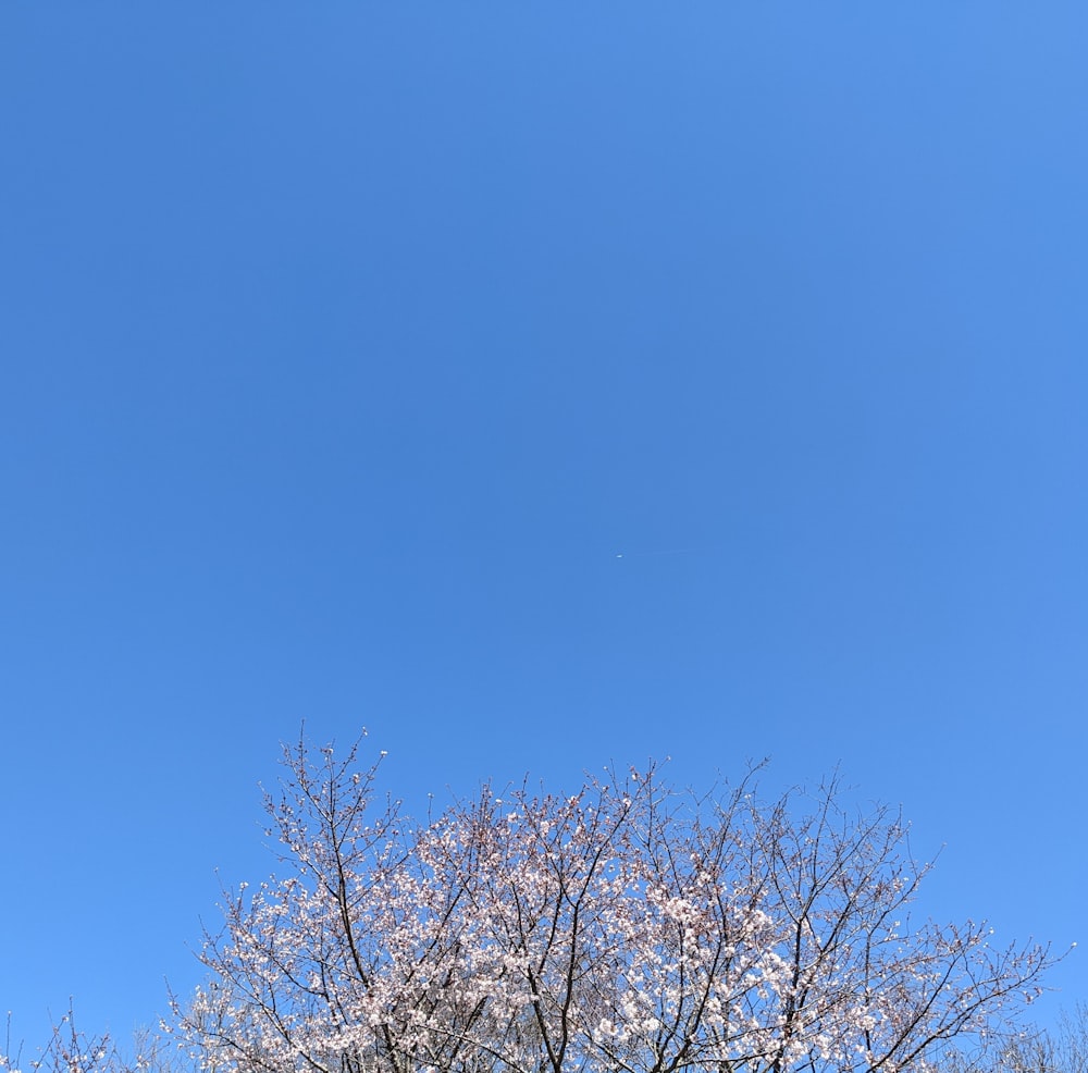 a tree with white flowers and a blue sky in the background