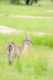a couple of animals that are standing in the grass