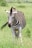 A zebra with distinct black and white stripes stands in a lush green grassland, facing the camera with its ears perked up and mane standing upright. The background is a blurred expanse of greenery, suggesting a natural habitat.