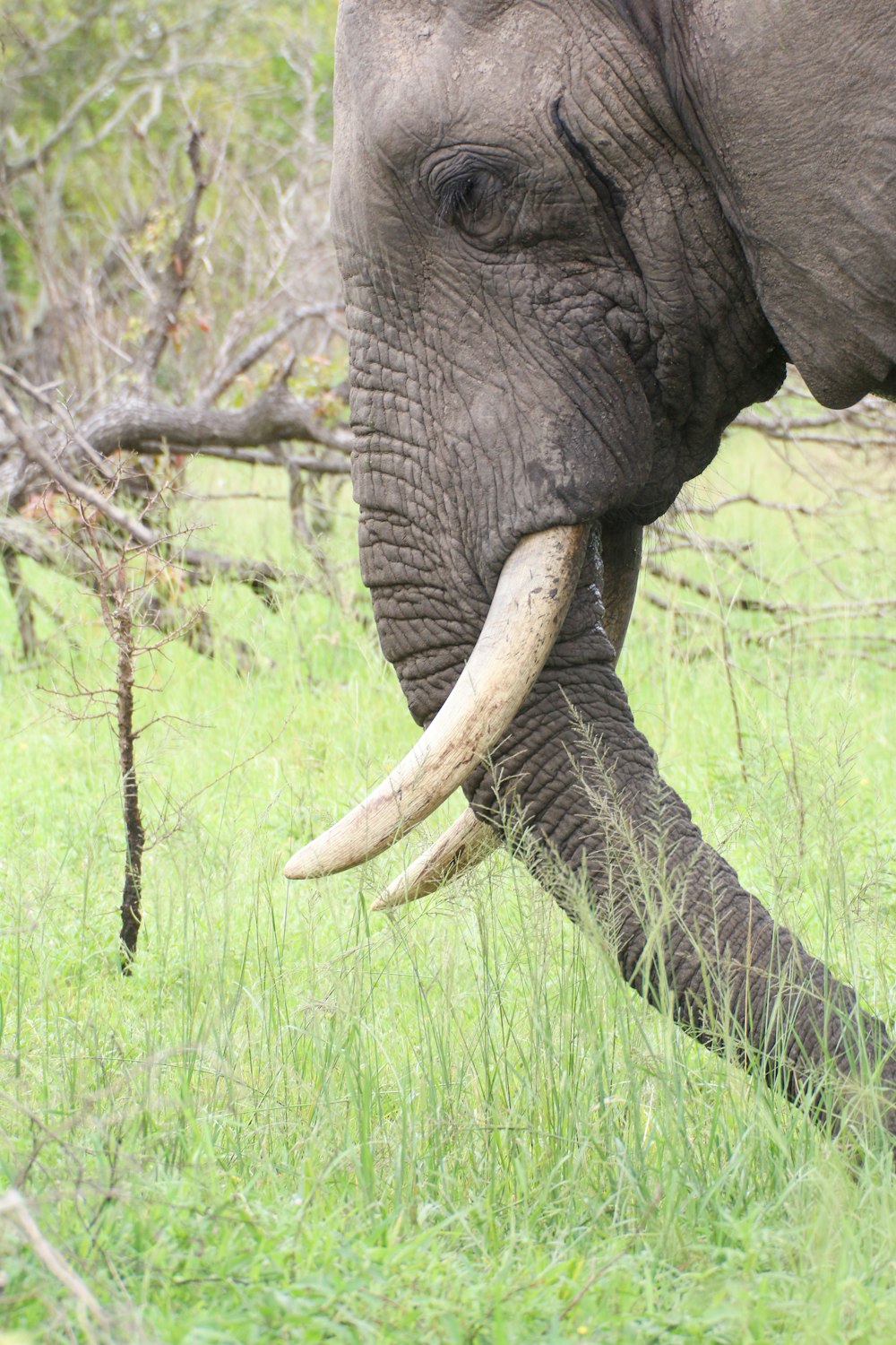 an elephant with long tusks standing in a field