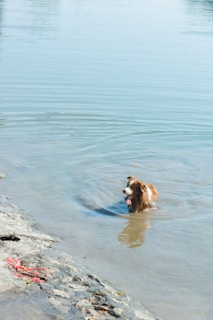 A brown and white dog is swimming in calm, clear water near the rocky shore. The dog has its mouth open and tongue out, appearing relaxed and content. Ripples in the water surround the dog, and a red leash is lying on the gray, rocky ground nearby.