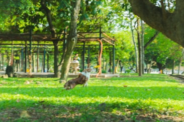 A dog runs energetically on a grassy field in a park, surrounded by lush green trees. In the background, a person sits on a bench under a wooden structure covered with more foliage, creating a serene and lively atmosphere.