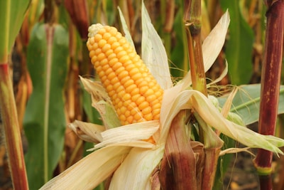 Close-up of ripe corn cobs ready for harvest in a field.
