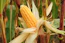 a close up of a corn on the cob