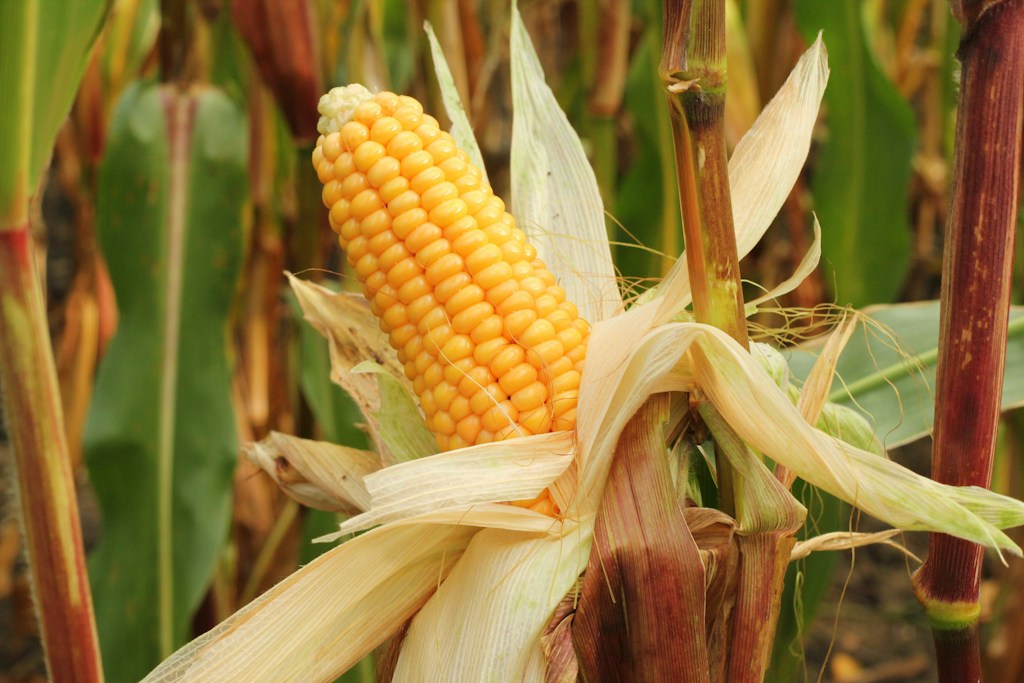 Sweet Corn Ears