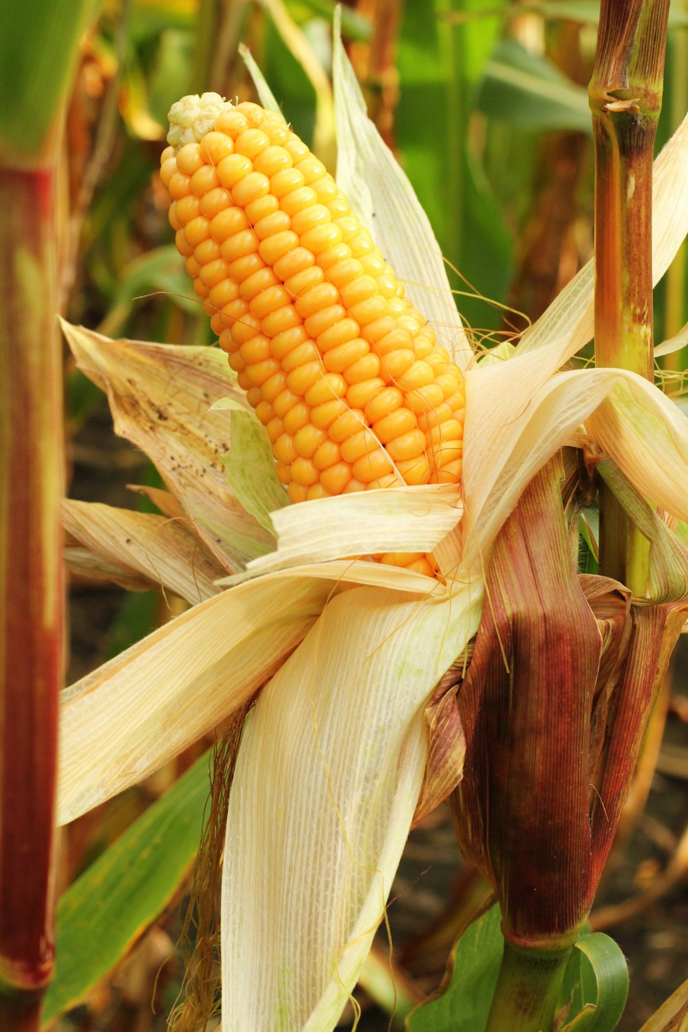 a close up of a corn on the cob