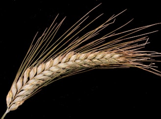 A single stalk of mature wheat with elongated awns, set against a black background. The grains are tightly packed and light brown in color, highlighting their texture.