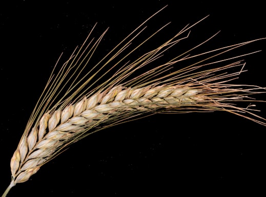 A single stalk of mature wheat with elongated awns, set against a black background. The grains are tightly packed and light brown in color, highlighting their texture.