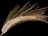A single stalk of mature wheat with elongated awns, set against a black background. The grains are tightly packed and light brown in color, highlighting their texture.