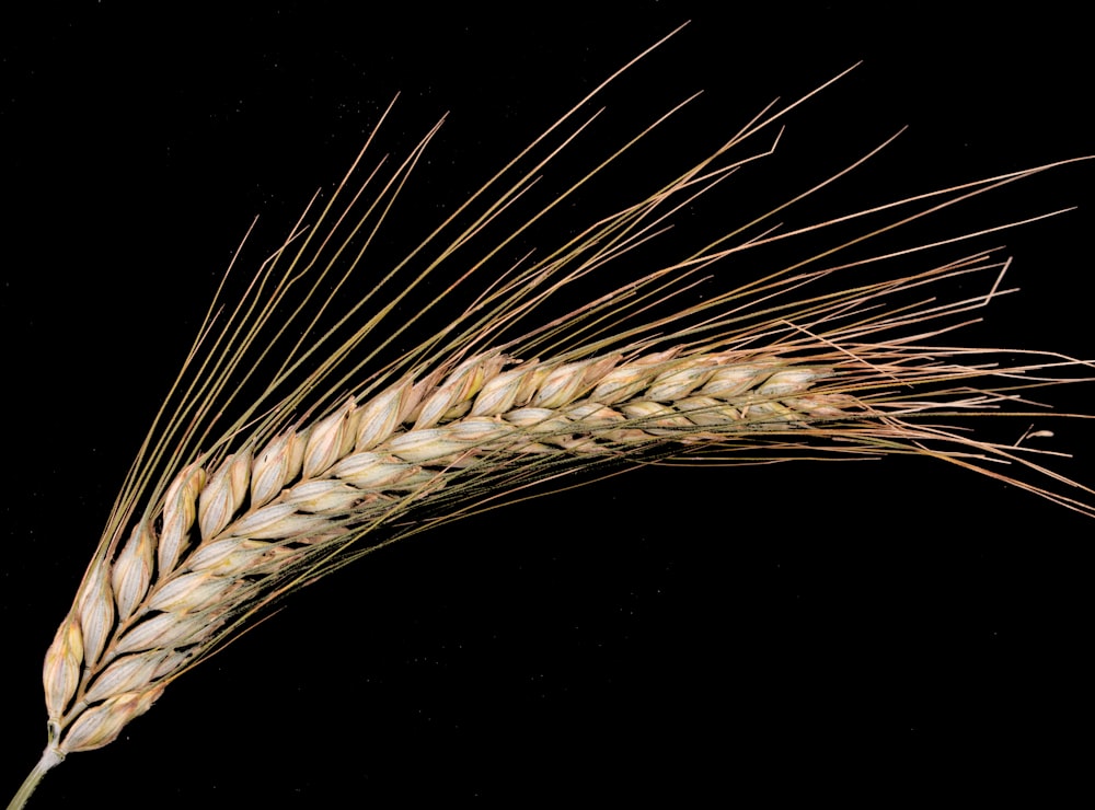 um close up de um talo de trigo em um fundo preto