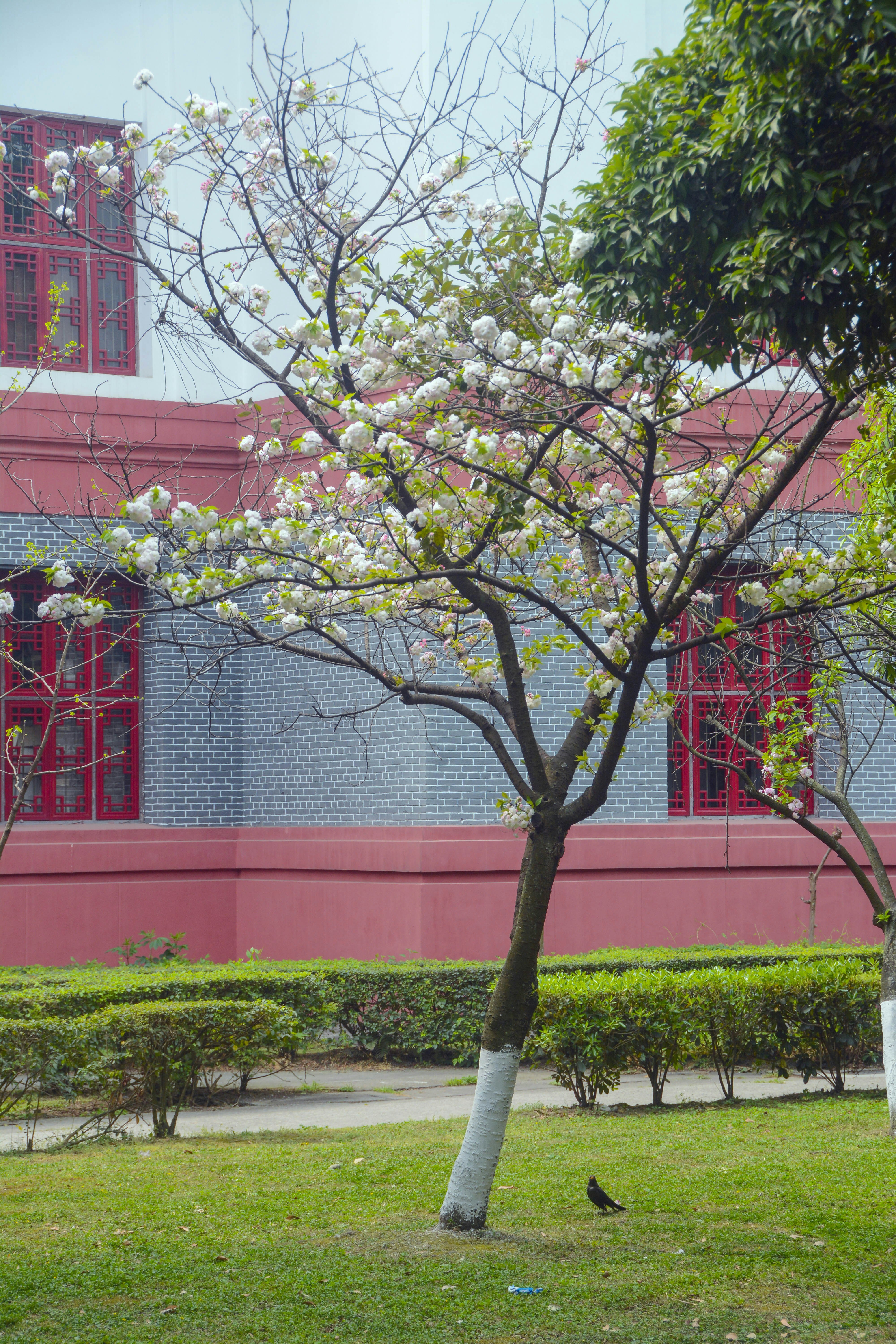 a tree with white flowers in front of a building